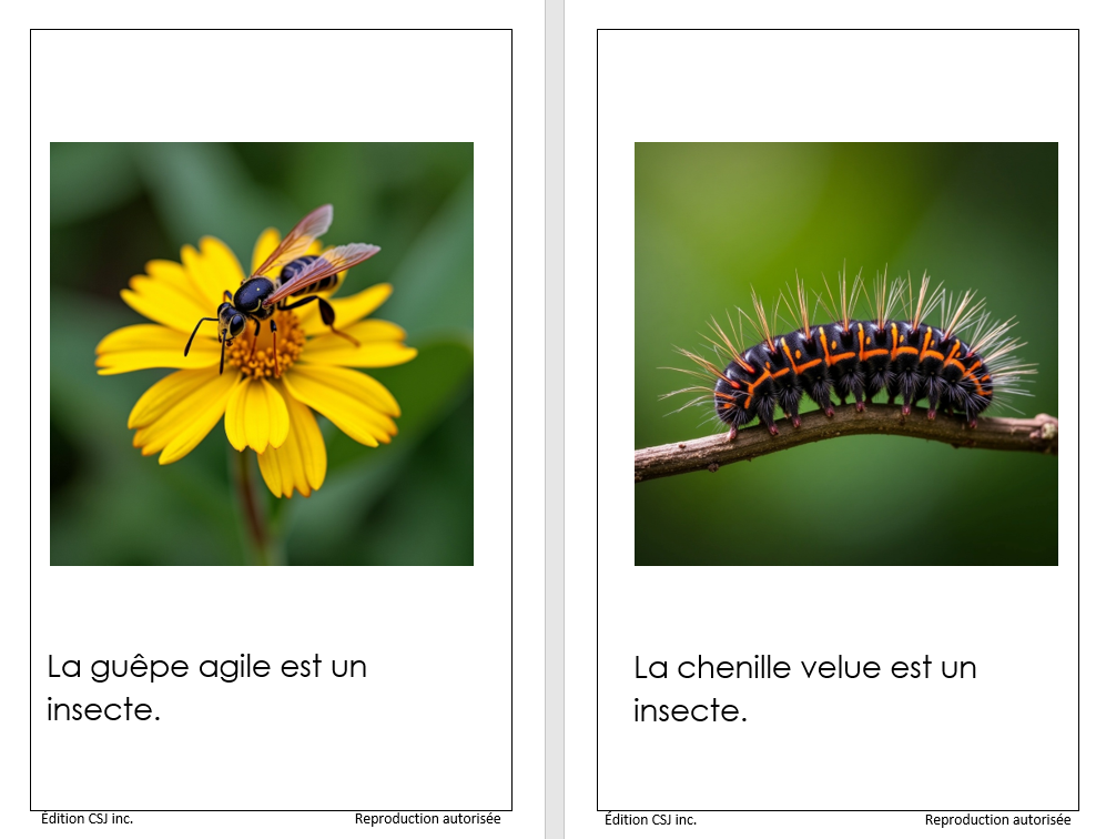 1re année Les insectes - LIVRE 15 COLLECTION B (Numérique)